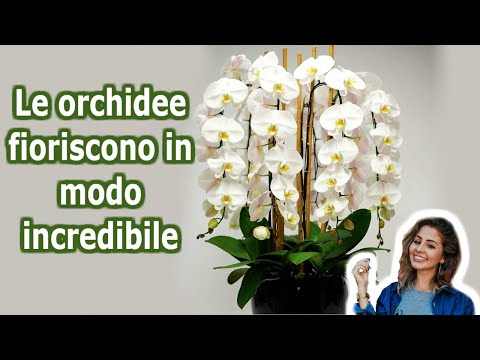 , title : '7 Segreti per far fioreire la tua orchidea tutto l'anno | Lo so'