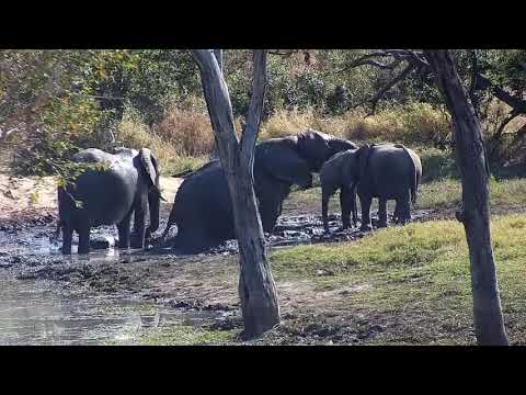 Djuma: Elephants have a quick wallow in the mud - 10:16 - 07/02/21