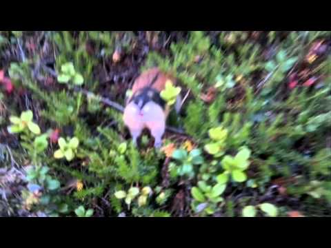 Angry Norway lemming