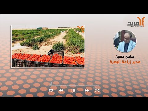 , title : 'زراعة البصرة: بلوغ الكميات المسوقة لمحصول الطماطم أكثر من (350) طن'