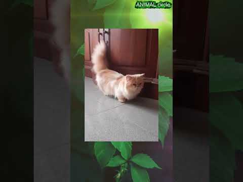 WHY DO MUNCHKIN CATS LIKE TO STAND ON THEIR HIND LEGS ? #shorts