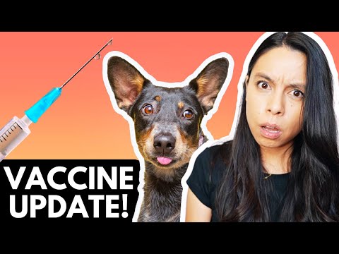 Optimizing Pet Vaccinations: What You Need to Know