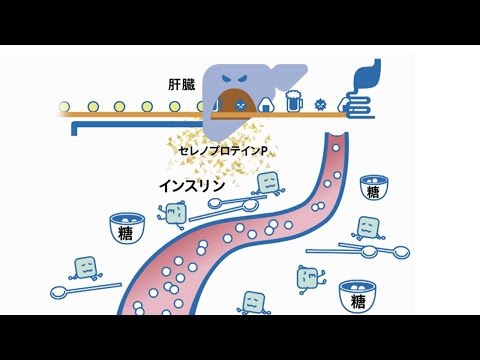 『ココカラ』Research1【敵か味方か?肝臓がホルモンを作っていた!!】/金沢大学研究紹介動画