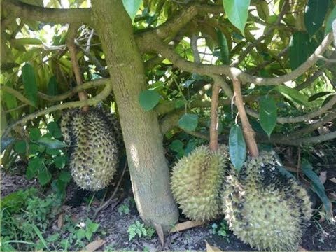 , title : 'Rahsia Durian Berbuah Pokok Rendah'