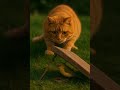 Orange Cat Catching Yellow Bird オレンジ色の猫が黄色い鳥を捕まえる