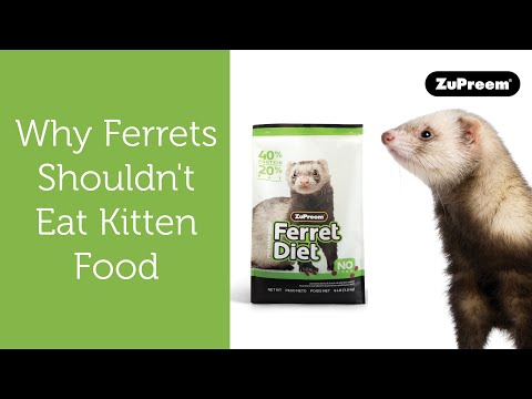 Why Ferrets Shouldn’t Eat Kitten Food | Tips for Ferret Owner
