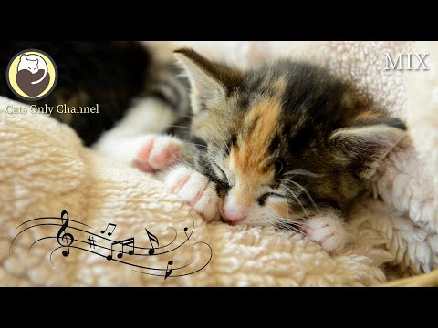 Soothing Music for Cats (with cat purring sounds) - Anxiety and Stress Relief