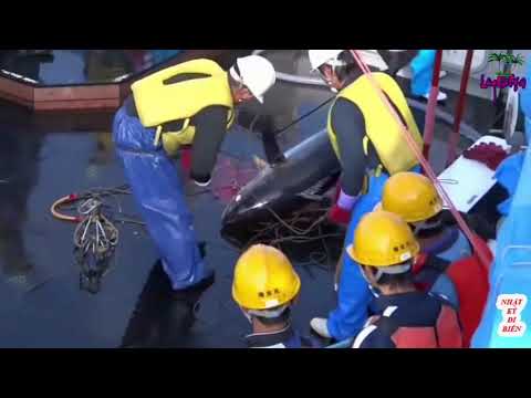 Amazing Giant Bluefin Tuna Fishing in the Japan Sea - गजबको ठुला माछा मार्ने तरिका