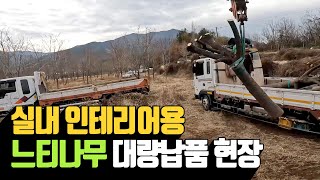 실내인테리어용 느티나무 대량납품 현장  | 나무대장