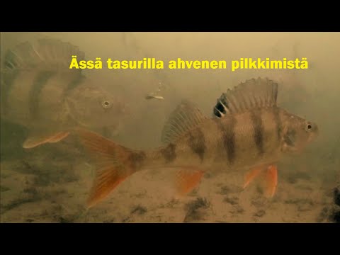 Ässä tasurilla  jään alta ahventa