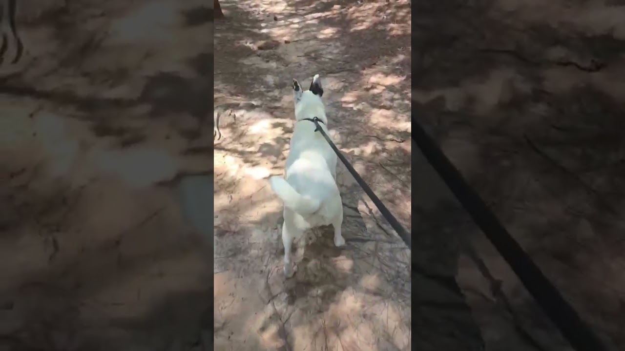 Lottie, a Adoptable Cattle Dog in Columbus, NC video 6/6