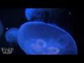 Video: Jellyfish Lamp