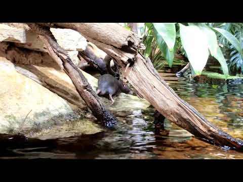 Nuvola アプリの教育言語.svg