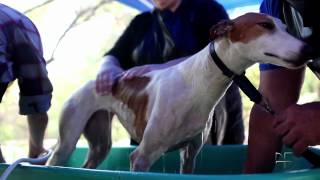 From Track to Couch: Tijuana Greyhounds Find New Lives North of the Border