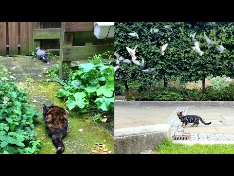 Pet cats hunting bird - Amazing hunter compilation