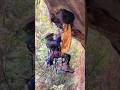 Honey Hunters Ascend To The Base Of Cliffs In Central Nepal To Collect Honey For Their Families