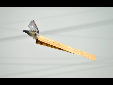 尋找遺忘的翅膀--頂山大潭長笭復育影像紀錄--(上)