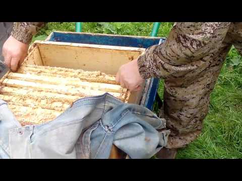 Снятие на откачку магазинных рамочек на 145 рамку.