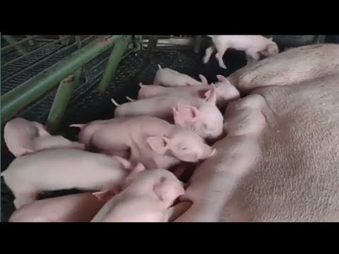 Pig Snort Sound Effect || Pig Sounds Angry | Pixal help