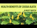 Health benefits of Cassia Alata/Senna Alata #theshangtareal