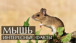 Мышь - Интересные факты.