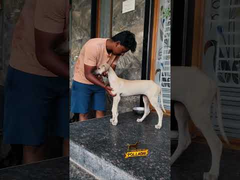 Day 1 training for dog show | dog show | chippiparai dog #showdog  #chippiparaidog