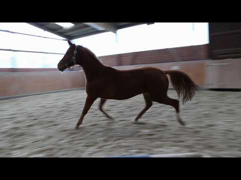 Oldenburger Stute von Fürst Wilhelm/ Monteverdi/Gribaldi