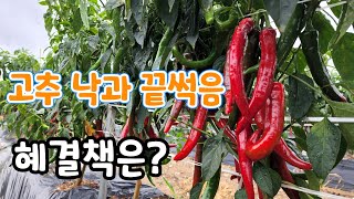 장마철 고추 낙과 끝썩음 이렇게 해야..