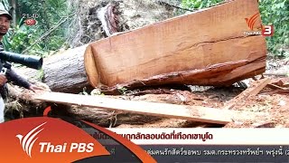 ที่นี่ Thai PBS - นักข่าวพลเมือง : พบไม้ตะเคียนถูกลักลอบตัดที่เทอกเขาบูโด