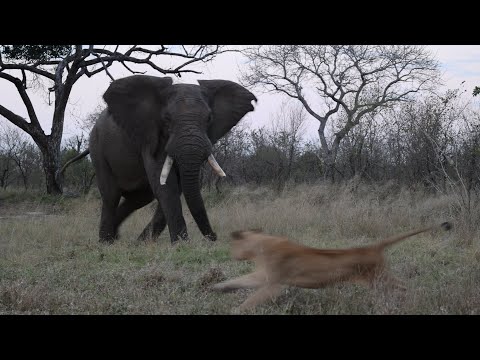 Elephant bull shows lions who's Boss!!!