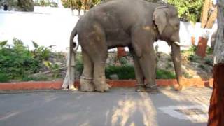 preview picture of video 'Elephants in chains in Ahmedabad Zoo, India (part 1 of 2)'