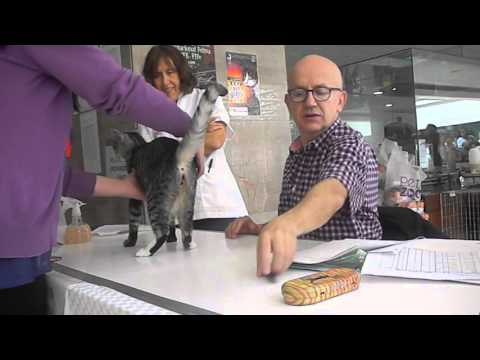 Expo Gato Circuito Primavera, NW M Minesh 24 abril