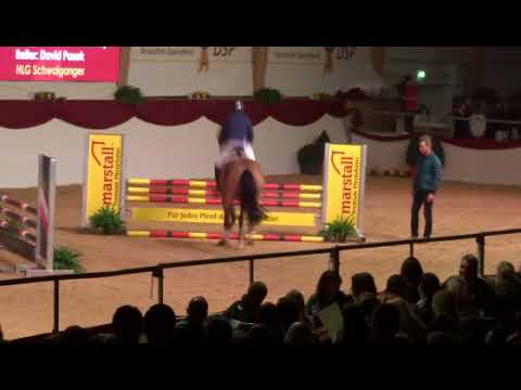 Caipirinha by Cash and Carry-Lord Z, Jan 18, stallion show licensing Munich, 5 y old