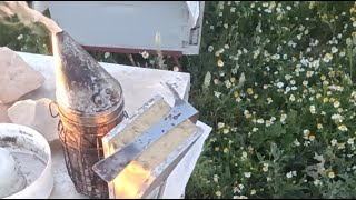 الحزائر مباشر تقوية التقسيمات بعد تلقح الملكات