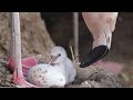 Flamingo Baby Boom At Longleat