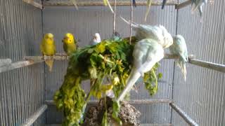 気づいた？この遊び方普通じゃない実はストレスゼロの工夫 #セキセイインコ #面白い #自由な鳥 #日常 #癒し