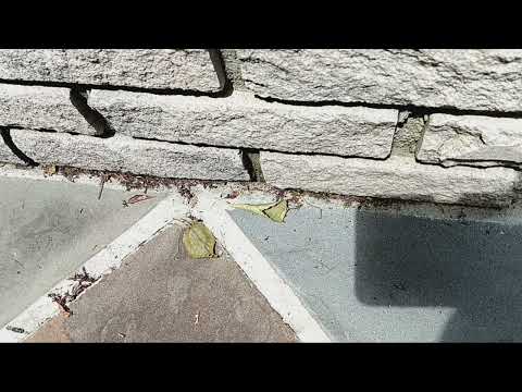 Back Patio Loaded with Ants in Pennington, NJ