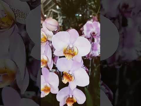 , title : 'بعض ألوان زهرة الاوركيد _ Some colors of Orchidaceae flower'