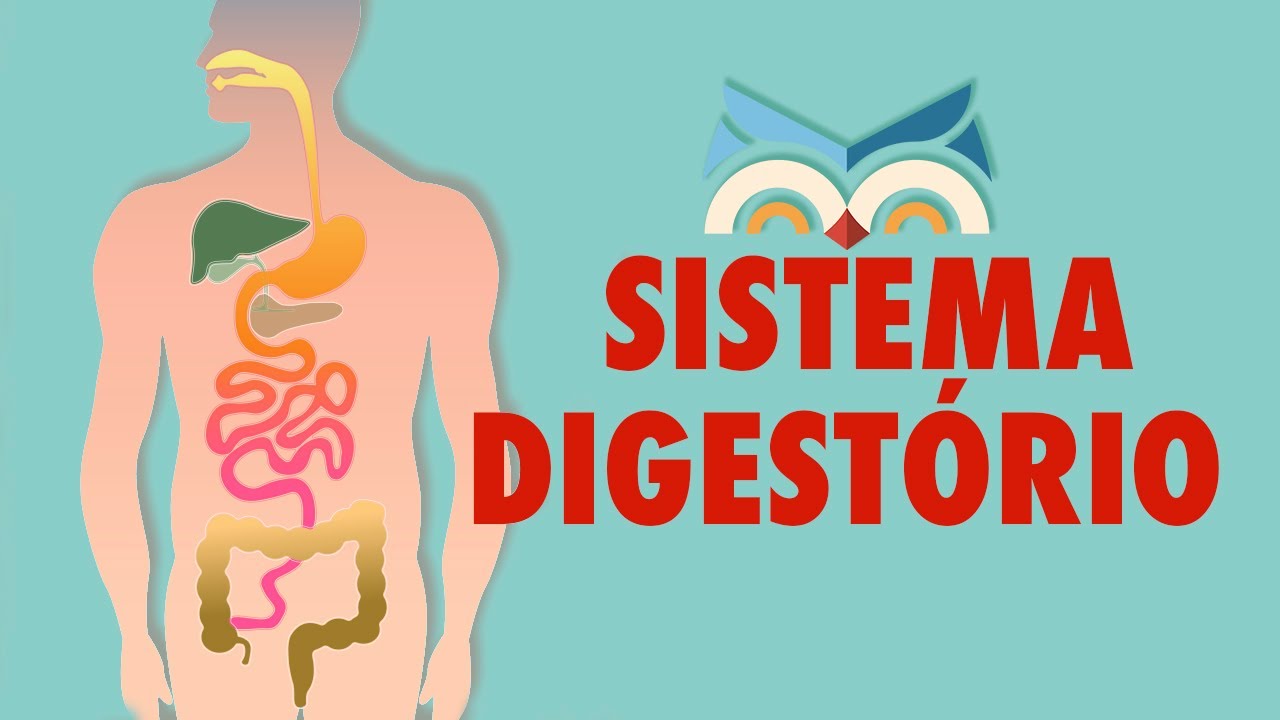 Sistema Digestório - Toda Matéria