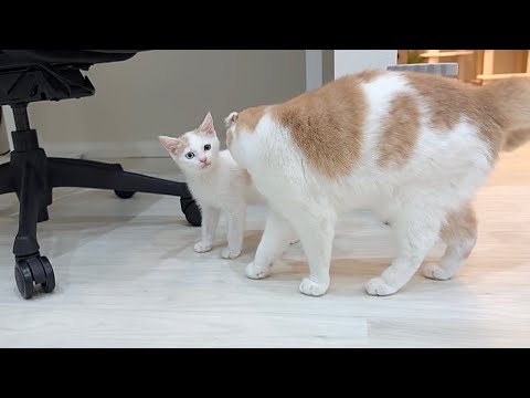 新入り子猫がキャットタワーから転落した瞬間の先輩猫の反応が神すぎてこうなっちゃいました…