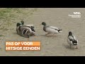 Pas op als je over de weg rijdt: er kan een hitsige eend langskomen