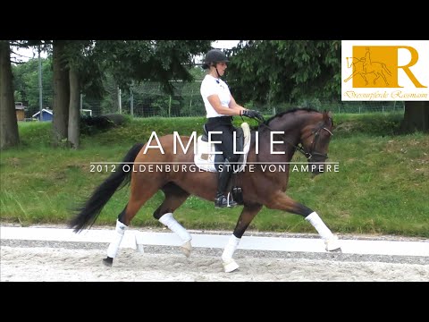 SOLD!! Dressurpferd - 2012 Oldenburger Stute von Ampere, Stm. ca. 1,69, M/S-Dressur - Amelie