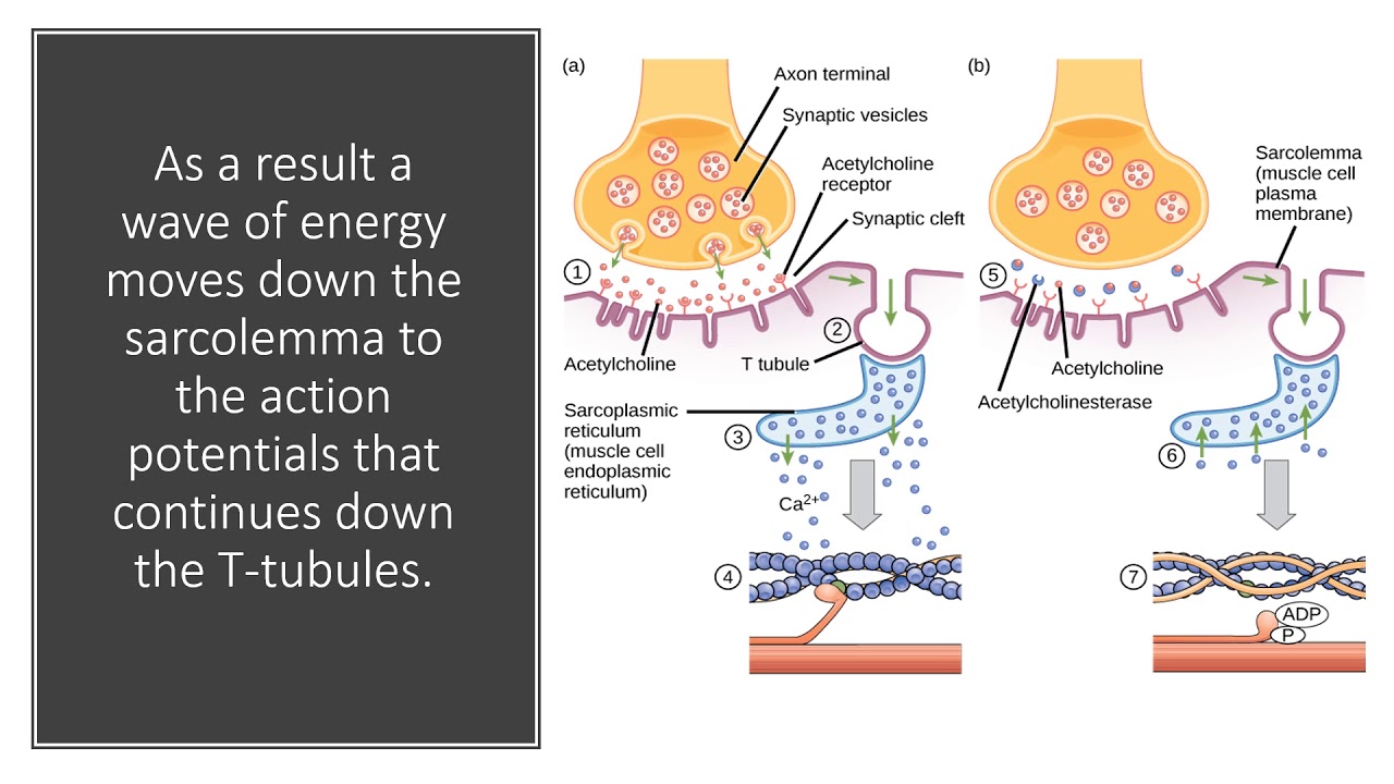 Muscle Contraction Powerpoint