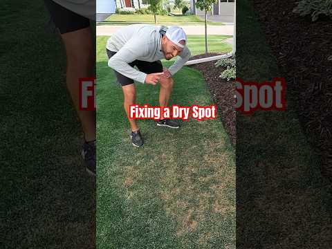 Fixing Dry Spots in the Lawn #diy #lawn #lawncare #repair #howto