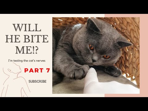 Will he bite me - cat testing part 7