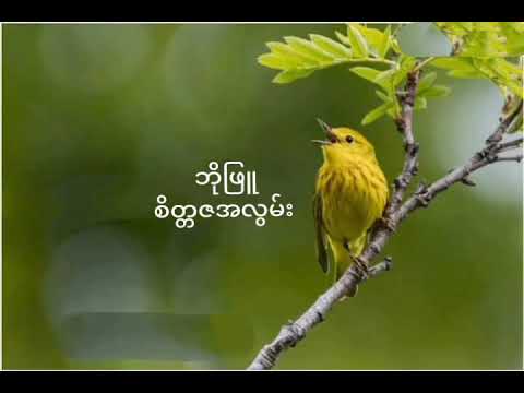 ဘိုဖြူ  စိတ္တဇအလွမ်း