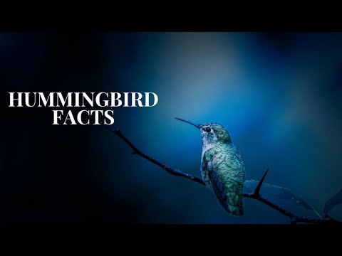 Humming Birds: Jewelled Messengers