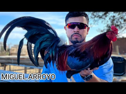 NAPA CALIFORNIA 🇺🇸 Miguel Arroyo Farm Beautiful Birds