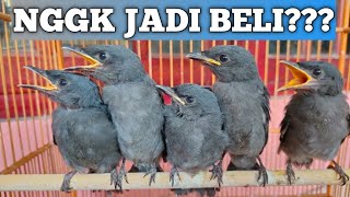Download lagu 4 Disadvantages and Weaknesses if we buy a Grey Srigunting Baby... mp3