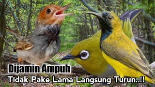 Download lagu Suara Pikat Burung PRENJAK Kombinasi SOGON Dan PLECI. Paling Jitu.. mp3